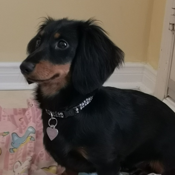 Meet your Posher, Vivian - Picture 1 of 1